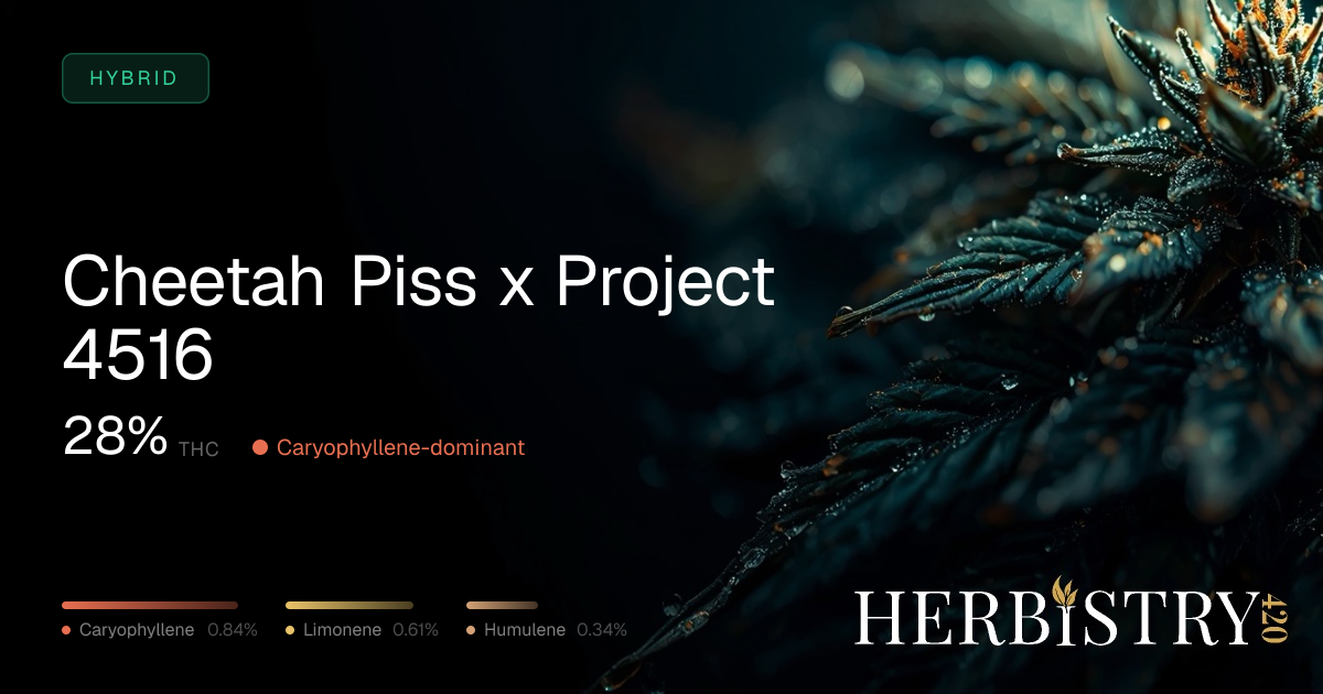 Cheetah Piss x Project 4516: Hybrid Cannabis Strain | Herbistry420