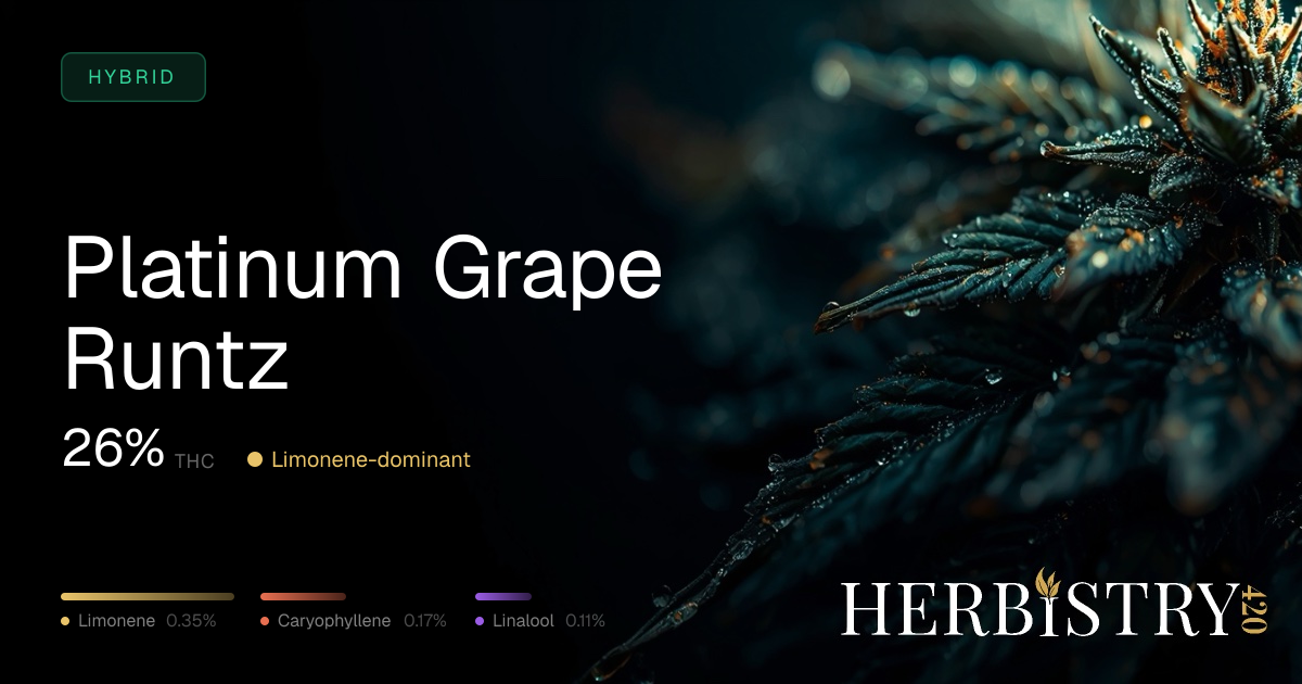 Platinum Grape Runtz: Hybrid Cannabis Strain | Herbistry420