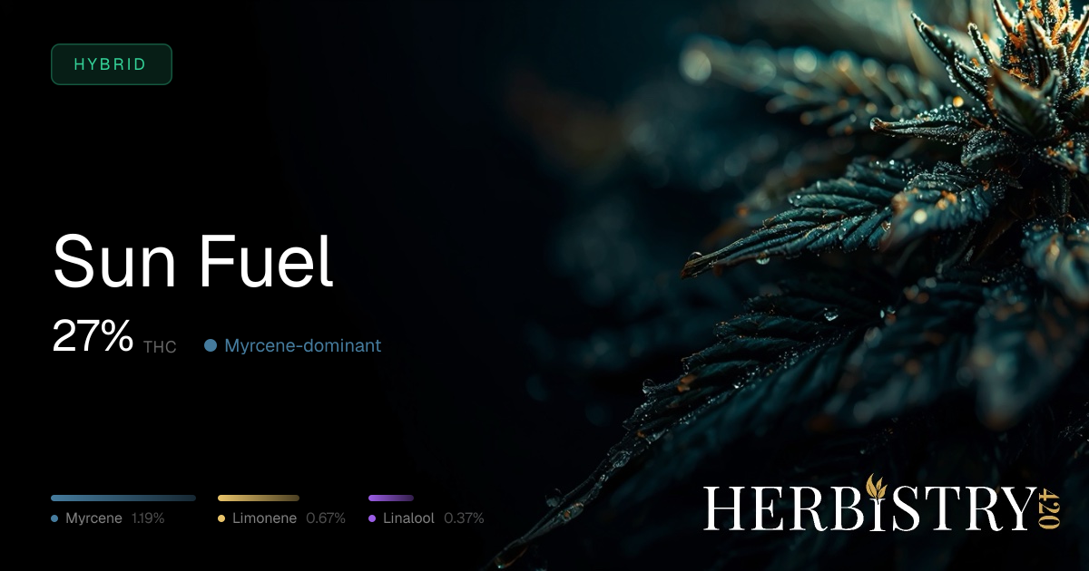 Sun Fuel: Hybrid Cannabis Strain | Herbistry420